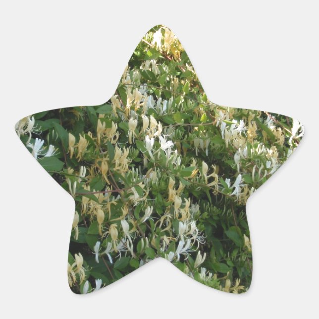 Pegatina En Forma De Estrella Madreselva En Una Pared (Anverso)