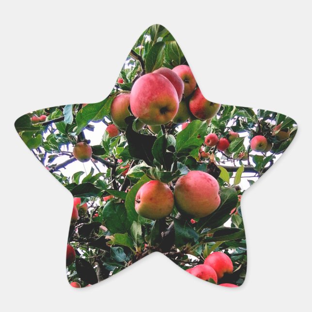 Pegatina En Forma De Estrella Manzanas (Anverso)
