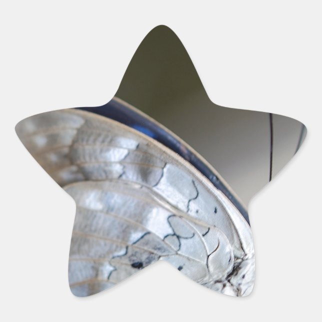 Pegatina En Forma De Estrella Mariposa gris azul (Anverso)