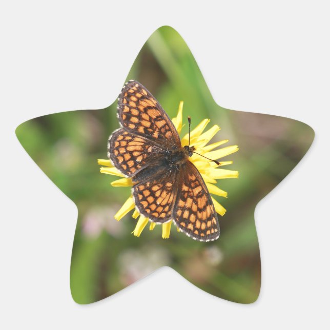 Pegatina En Forma De Estrella Mariposa - ¡Hermosa! (Anverso)