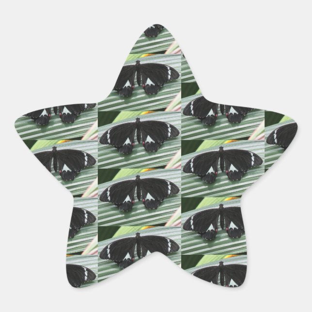 Pegatina En Forma De Estrella Mariposa negra y blanca (Anverso)
