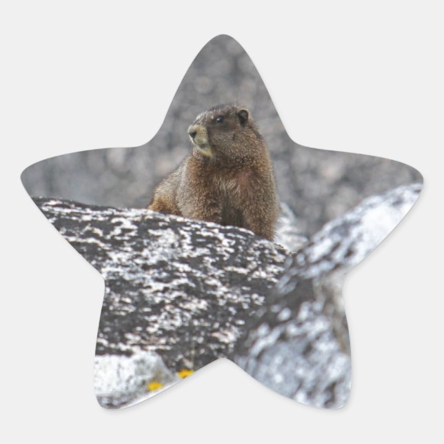 Pegatina En Forma De Estrella Marmot Belly amarillo (Anverso)