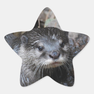 Pegatina En Forma De Estrella Muddy Otter