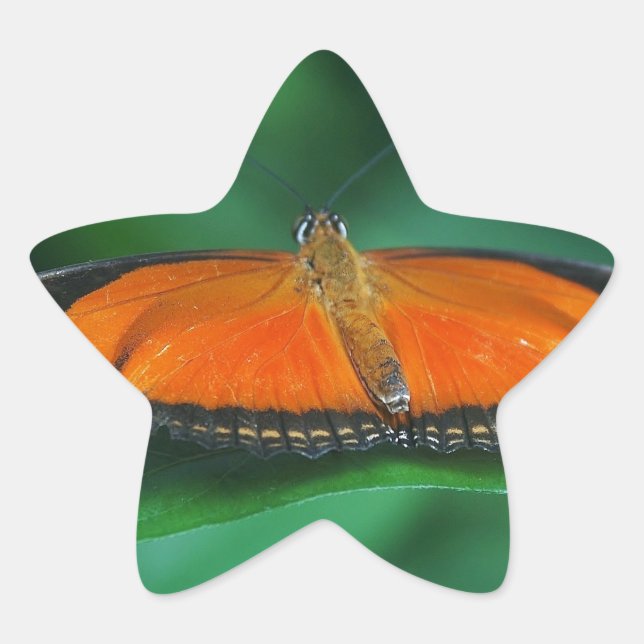 Pegatina En Forma De Estrella Naranja brillante y mariposa negra en hoja (Anverso)