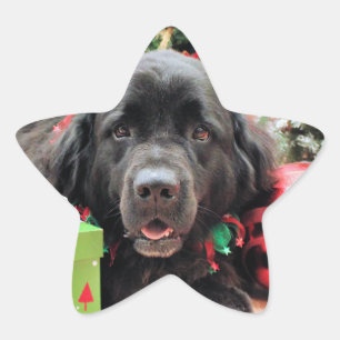 Pegatina En Forma De Estrella Navidades - Terranova - Izzie