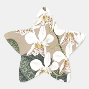 Pegatina En Forma De Estrella Orquídeas