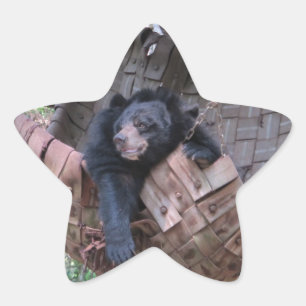 Pegatina En Forma De Estrella Oso Dormilón Hamaca Parque Bosque Sendero Camping