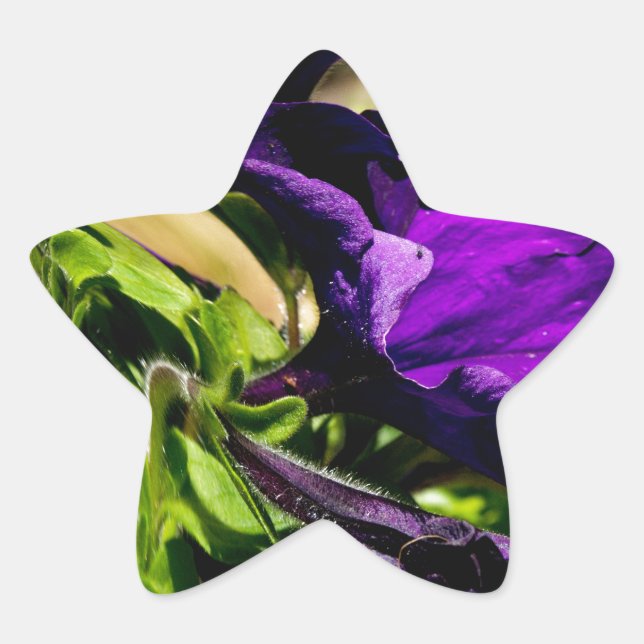 Pegatina En Forma De Estrella Pánico morado (Anverso)