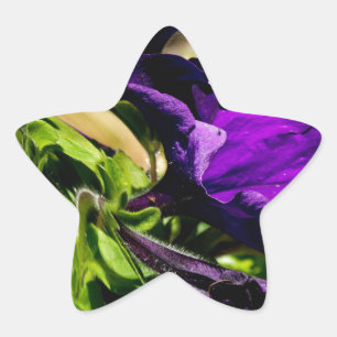 Pegatina En Forma De Estrella Pánico morado