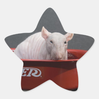 PEGATINA EN FORMA DE ESTRELLA PEGATINA DE RAT STAR INALÁMBRICO