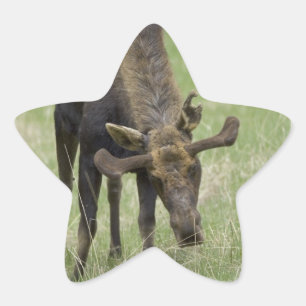 Pegatina En Forma De Estrella Pegatinas de Bull Moose