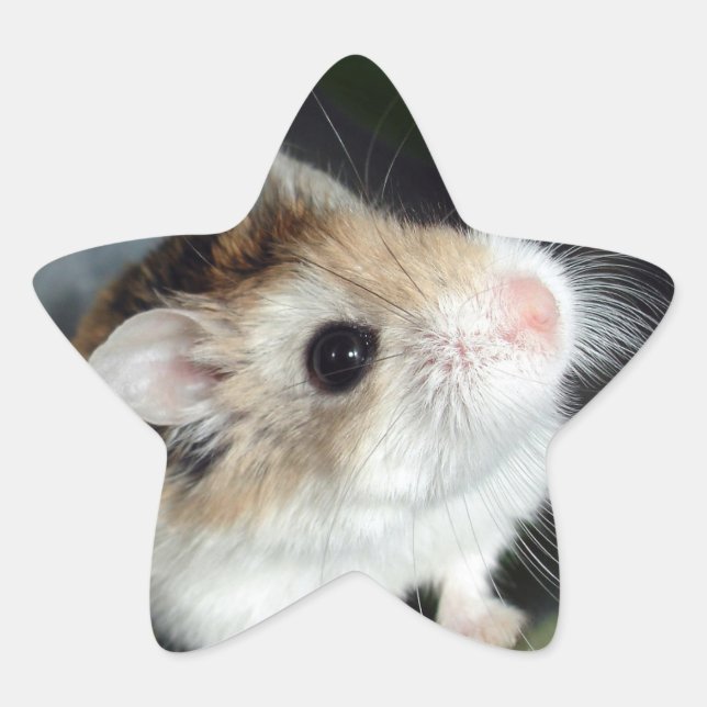 Pegatina En Forma De Estrella Pegatinas de Cute Hamster Star (Anverso)
