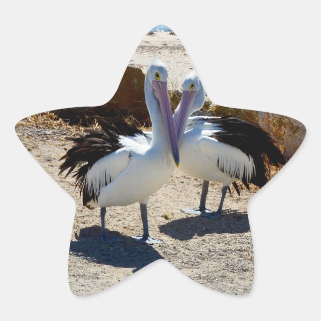Pegatina En Forma De Estrella Pelícanos Enamorados, (Anverso)