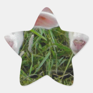 Pegatina En Forma De Estrella Pensamiento animal del bebé gemelo del cordero en