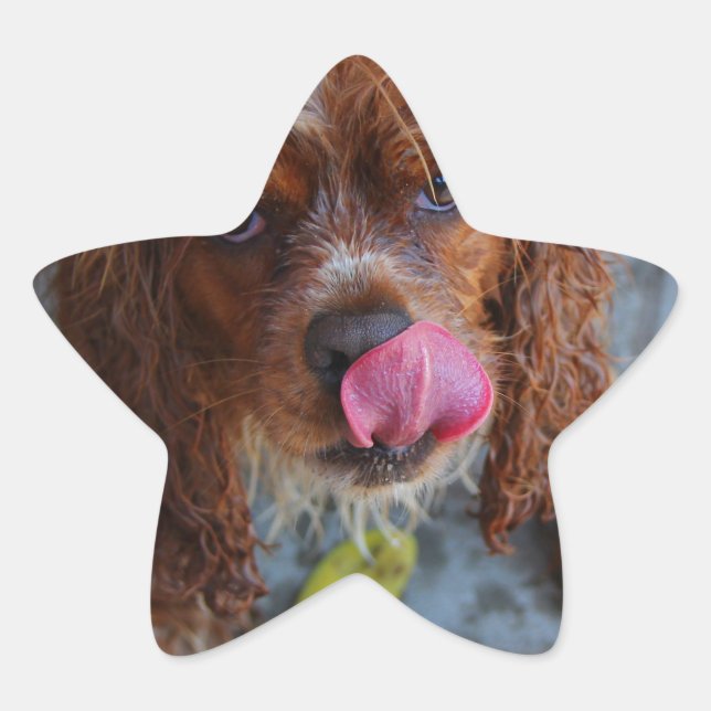 Pegatina En Forma De Estrella Perro húmedo con banana (Anverso)