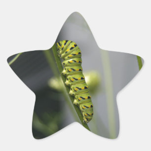 Pegatina En Forma De Estrella Piedra de cola de cerda negra (parsleyworm) en Dil