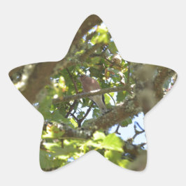 Pegatina En Forma De Estrella Pinzón vulgar