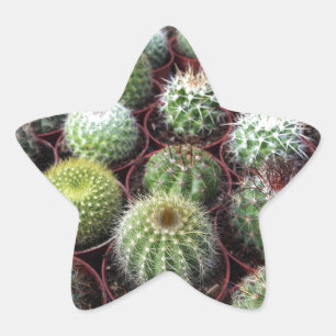 Pegatina En Forma De Estrella Plantas de cactus verdes