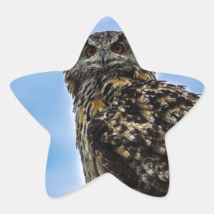 Pegatina En Forma De Estrella Plumas De Ave Búho Animal Naturaleza Destino Paz A