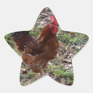 Pegatina En Forma De Estrella Pollo