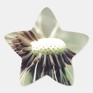 Pegatina En Forma De Estrella Pusteblume 2013 3