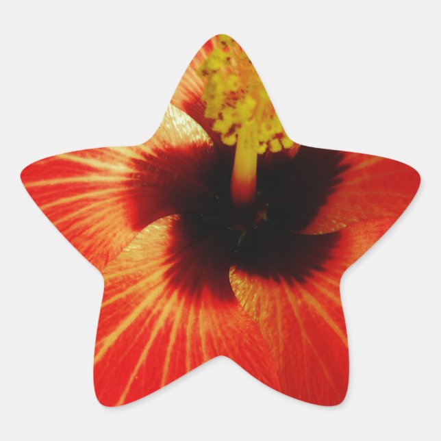 Pegatina En Forma De Estrella Red Hibiscus (Anverso)