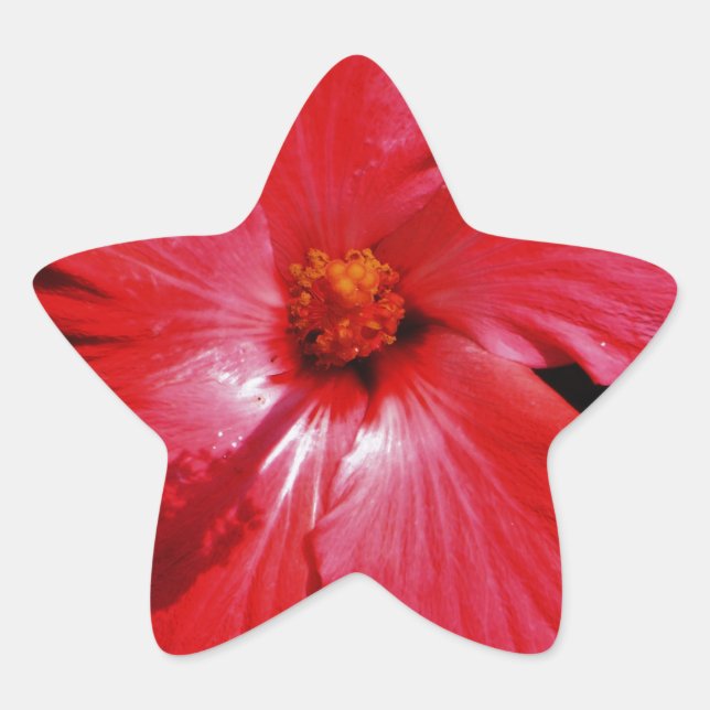 Pegatina En Forma De Estrella Red Hibiscus (Anverso)