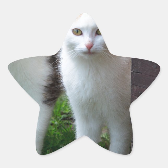 Pegatina En Forma De Estrella Reproducción de gatos (Anverso)