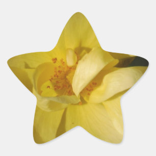 Pegatina En Forma De Estrella Rosa amarillo salvaje