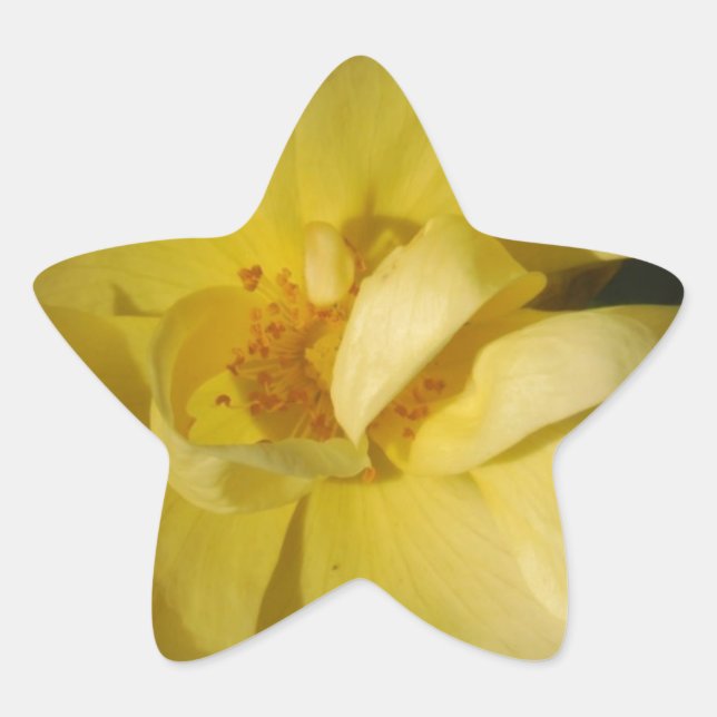 Pegatina En Forma De Estrella Rosa amarillo salvaje (Anverso)
