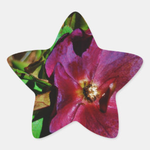 Pegatina En Forma De Estrella Rosa de Cuaresma Rosa Borgoña