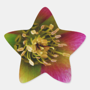 Pegatina En Forma De Estrella Rosa rosa de Cuaresma,