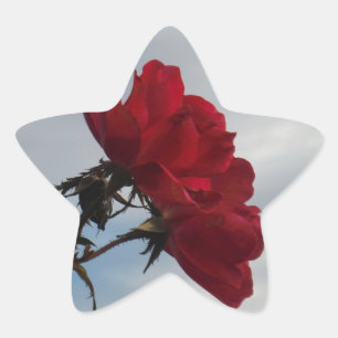 Pegatina En Forma De Estrella Roses rojos contra un brillante cielo azul