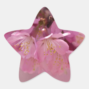 Pegatina En Forma De Estrella Sakura cerezo florecimiento Delicado Bouquet Rosa