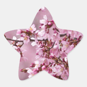 Pegatina En Forma De Estrella Sakura cerezos florecen en capas rosadas pasteles