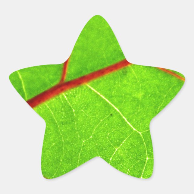 Pegatina En Forma De Estrella Santo Tomás 1 (Anverso)