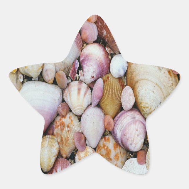 Pegatina En Forma De Estrella Shell de clam (Anverso)