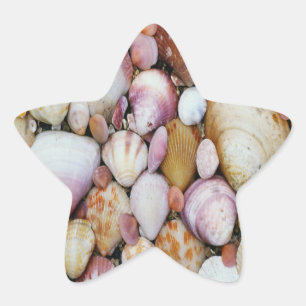 Pegatina En Forma De Estrella Shell de clam