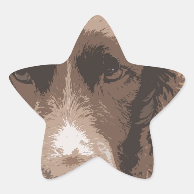 Pegatina En Forma De Estrella Springer inglesa (Anverso)