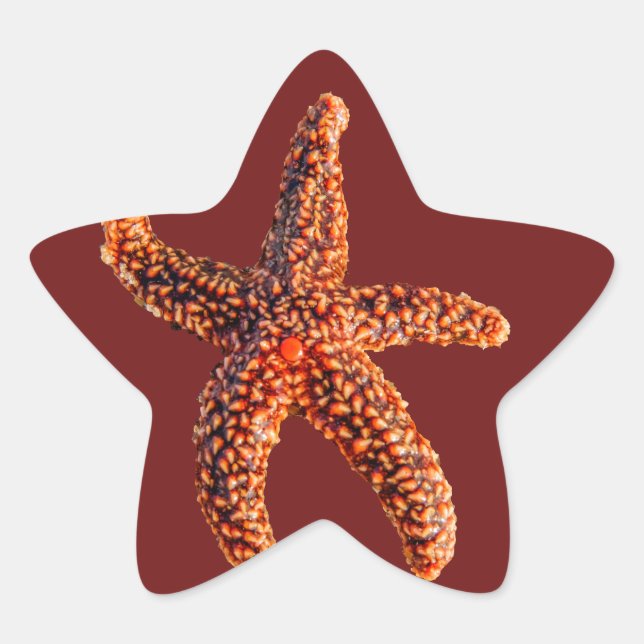 Pegatina En Forma De Estrella Starfish (Anverso)