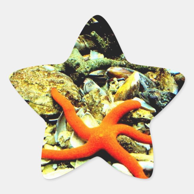 Pegatina En Forma De Estrella Starfish en Star (Anverso)