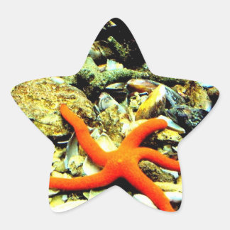 Pegatina En Forma De Estrella Starfish en Star