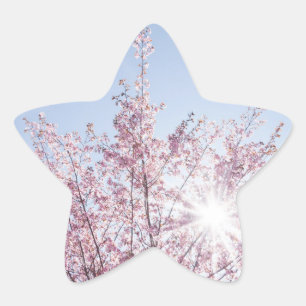 Pegatina En Forma De Estrella sun rays pass through pink flowers of a wow tree