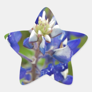 Pegatina En Forma De Estrella Texas Bluebonnets