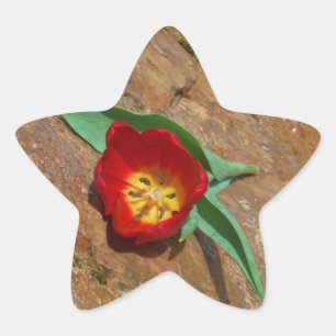 Pegatina En Forma De Estrella Tulip rojo primavera