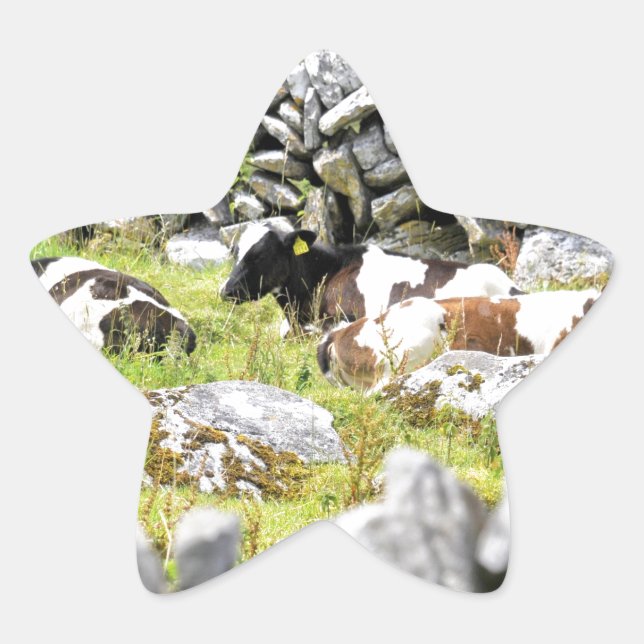Pegatina En Forma De Estrella Vacas moo (Anverso)
