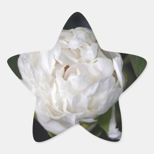 Pegatina En Forma De Estrella White Peony - Fotografía floral - (Anverso)