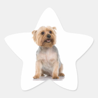 Pegatina En Forma De Estrella Yorkshire Terrier