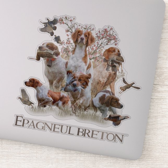 Pegatina Epagneul Breton, Bretaña Spaniel (Detalle)