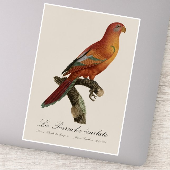Pegatina Erecartado de Le Perruche (Red Lory or Eos Bornea, Trichoglossus borneus. Sticker)